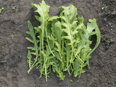 tricia-speedy-wild-rocket-seed
