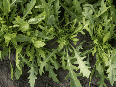 tricia-speedy-wild-rocket-seed