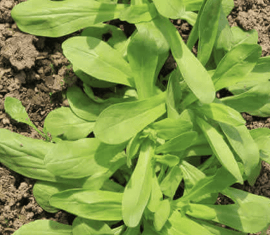 corn-salad-verte-de-cambrai-winter-mache-seed