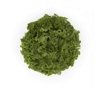 meditation-rz-batavia-lettuce