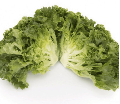 meditation-rz-batavia-lettuce