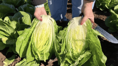 gradara-rz-midi-cos-seed