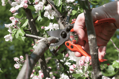 Lowe #11.104 Large Pruning Shears