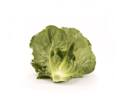 verodita-rz-crunchy-cos-lettuce-seed