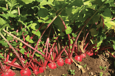 red-king-2-f1-radish-seed