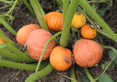 golden-nugget-pumpkin-seed