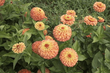 queen-lime-orange-zinnia-seed