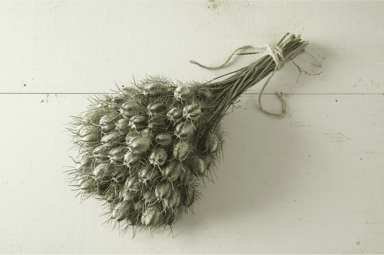 love-in-a-mist-nigella-seed