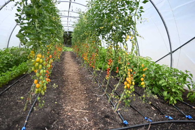 Greenhouse Film