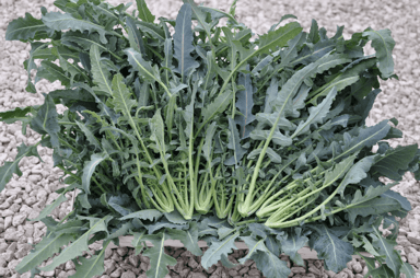 Broccolo Fiolaro | Organic Broccolo Seed