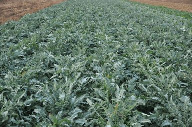 Broccolo Fiolaro | Organic Broccolo Seed