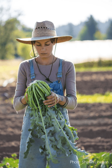 Broccolo Fiolaro | Organic Broccolo Seed