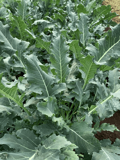 Broccolo Fiolaro | Organic Broccolo Seed