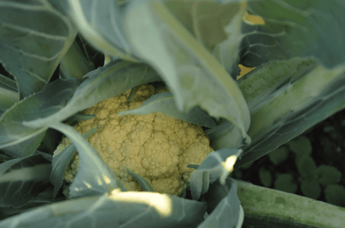Broccolo di Bassano | Early Cauliflower Seed