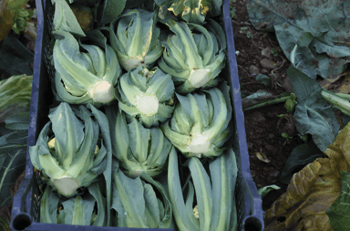 Broccolo di Bassano | Early Cauliflower Seed