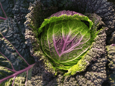 Moretta di Veronella | Organic Savoy Cabbage Seed
