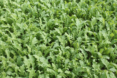 Aloft SB | Organic Wild Rocket Seed