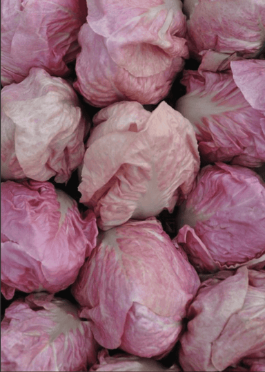Passerina | Rosa del Veneto Chicory Seed