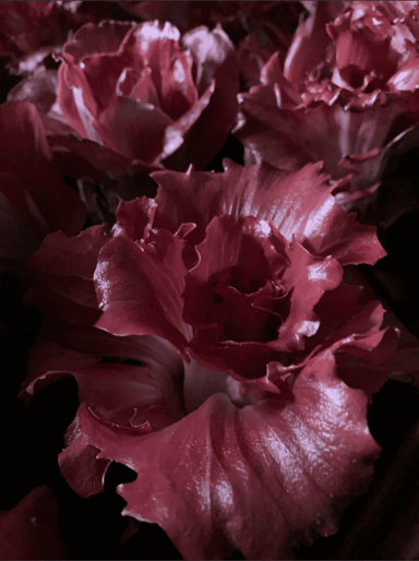 voglia-organic-rosa-di-gorizia-chicory-seed