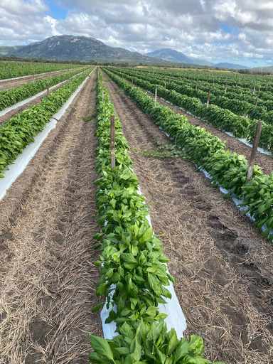 Little Sweet Medley Field