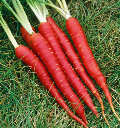 samurai red carrot