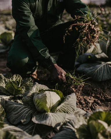 Saku Saku Cabbage