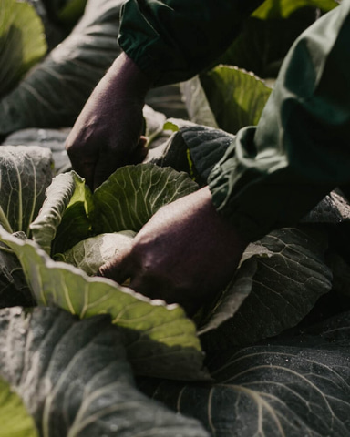 Saku Saku Cabbage