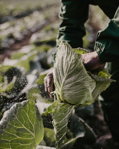 Saku Saku Cabbage