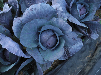 super-red-cabbage
