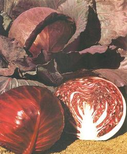 super-red-cabbage