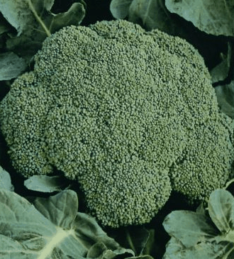 de cicco overwintering heirloom broccoli