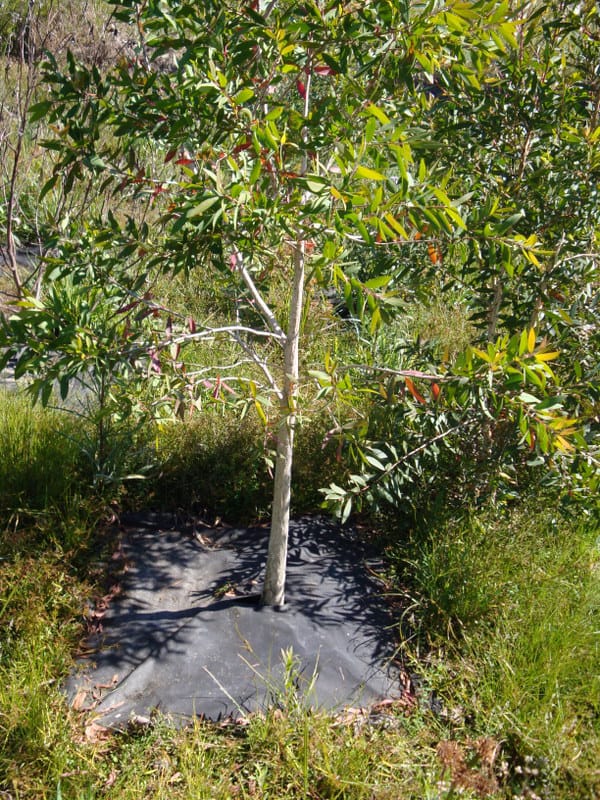 Tree and Pot Gunnel