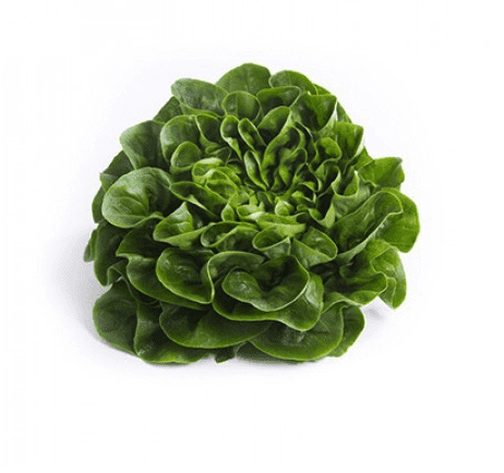 gibbard-rz-primed-multi-leaf-green-butterhead-seed
