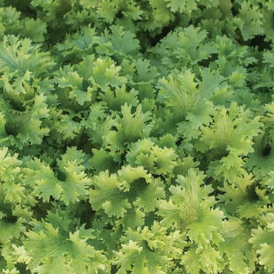 wasabina-mustard-green-seed