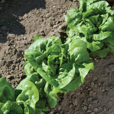 buttercrunch-organic-bibb-lettuce-seed