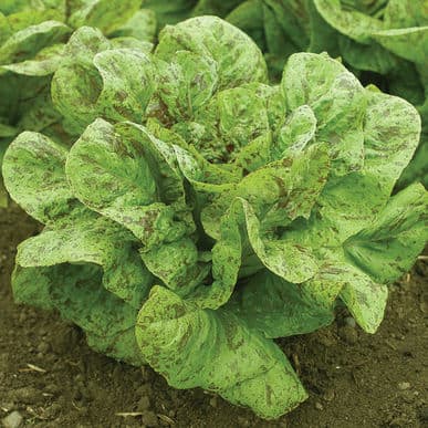 flashy-trout-back-organic-lettuce-seed