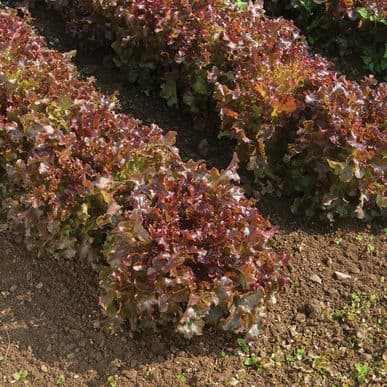 red-saladbowl-organic-oakleaf-lettuce-seed