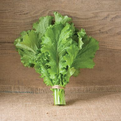 green-wave-organic-mustard-green-seed