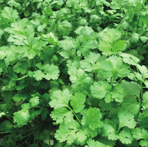 allegro-coriander-seed