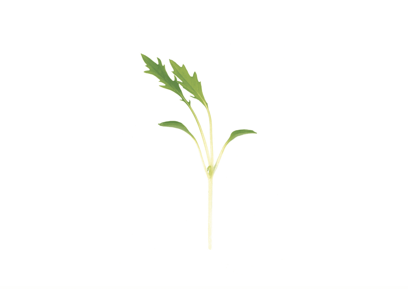 mizuna-mustard-microgreen-seed