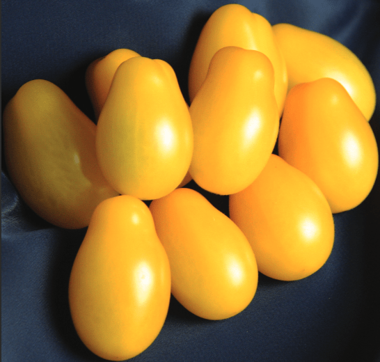 Zesty | F1 Indeterminate Pear Tomato Seed
