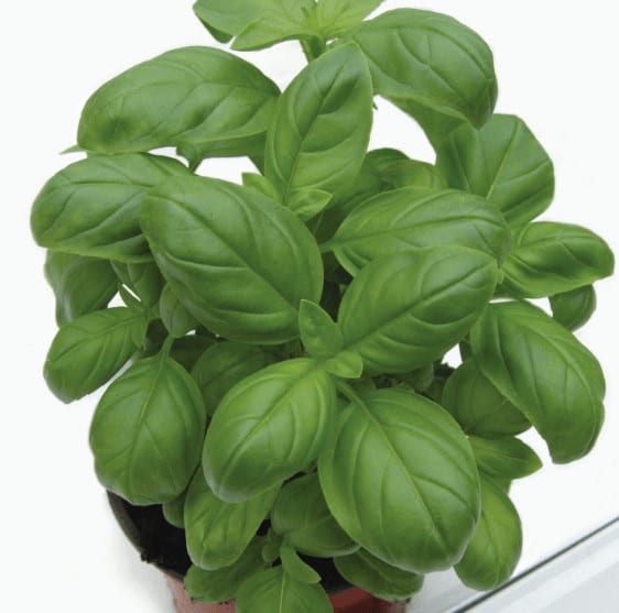 marian-basil-seed