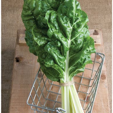 fordhook-giant-silverbeet-seed