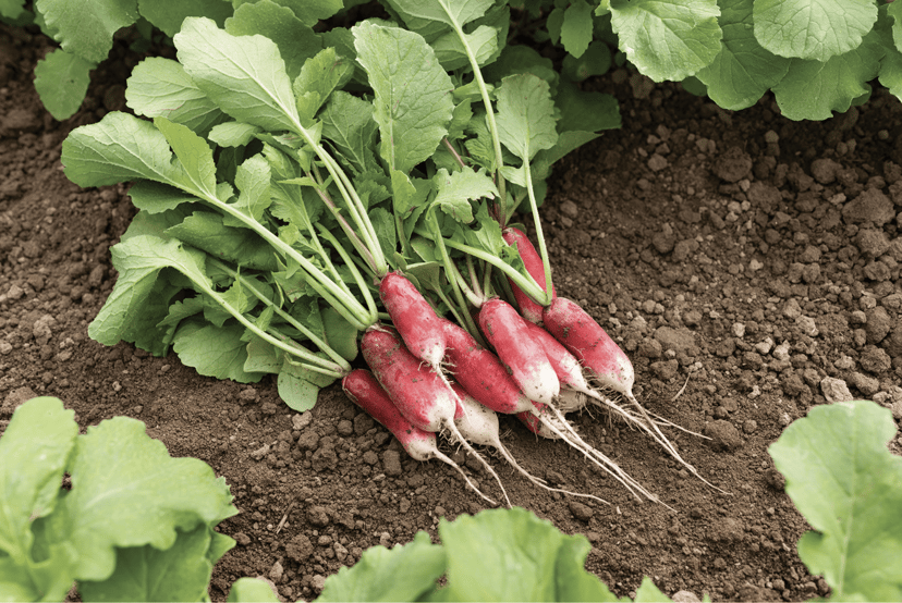 french-breakfast-radish-seed