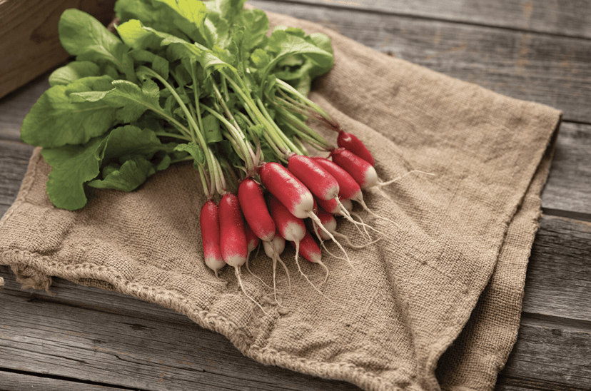 nelson-radish-seed