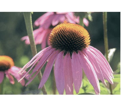 echinacea-purpurea-organic-coneflower-seed