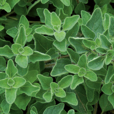 greek-oregano-organic-herb-seed
