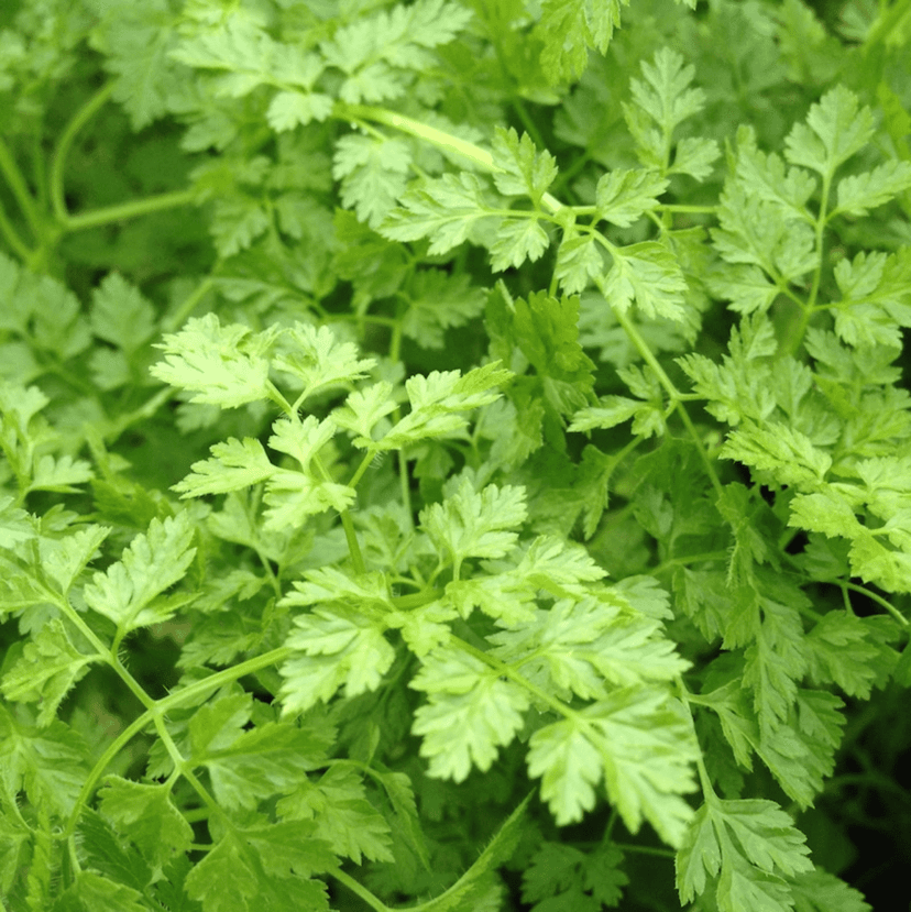 zen-chervil-seed