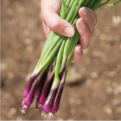 red-spring-onion-straight-leaf-spring-onion-seed