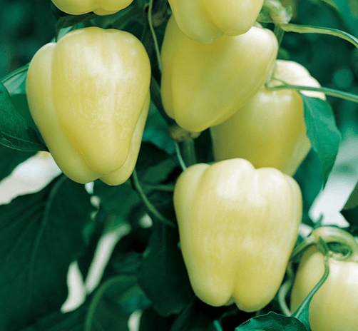 bianca-f1-capsicum-seed.